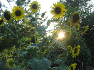 sunflowers with sun ray