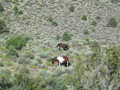 wild horses in Nevada