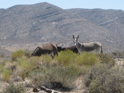 wild donkeys in Nevada