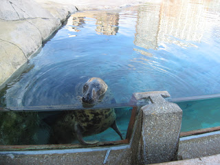 Seal in pool at Lincoln Park Zoo in Chicago