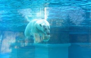 ice bear swimming under water at Lincoln Park Zoo
