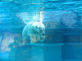 ice bear swimming under water at Lincoln Park Zoo
