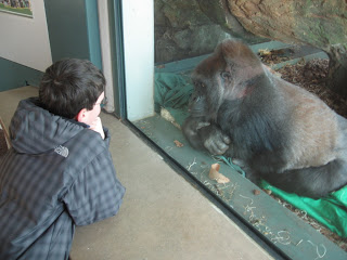 boy and gorilla watch each other through a class at Lincoln Park Zoo in Chicago