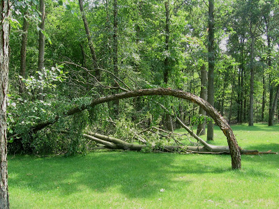 bent over tree in front of green forest