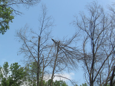tree tops snapped off by tornado