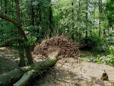 tree root ball twisted out of ground by tornado