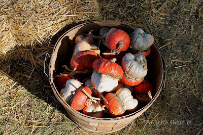 gourds shaped like acorns red and grey