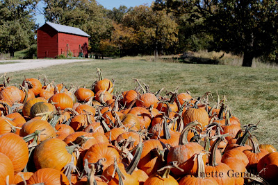 collection of pumpkins in front of barn