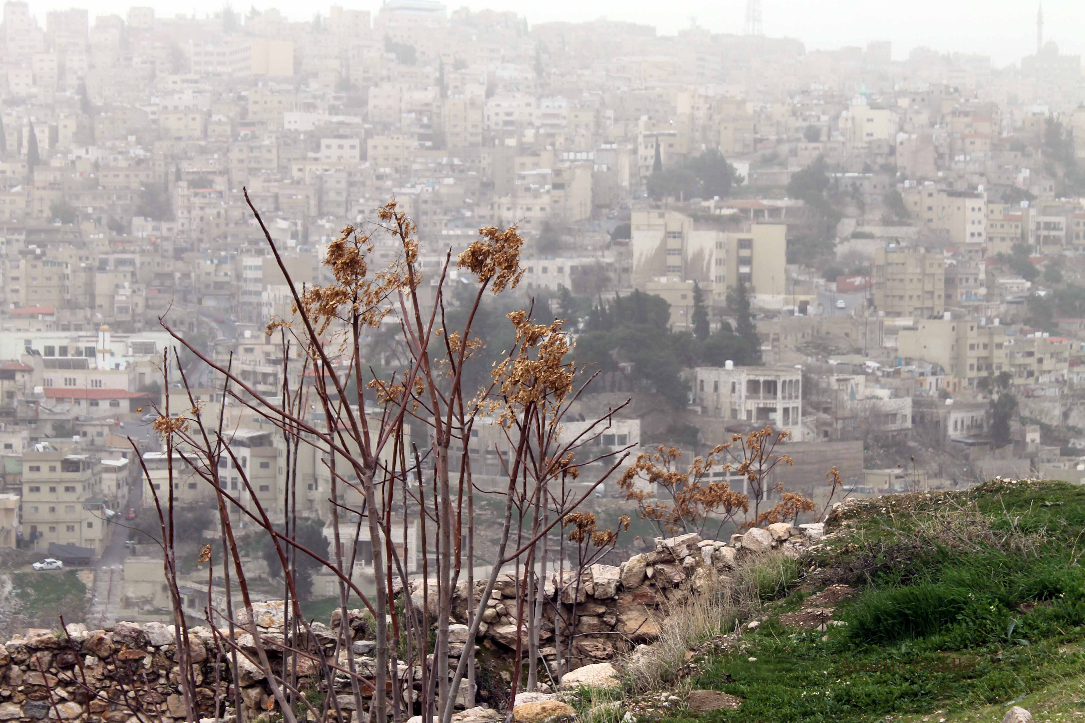 View of city of Amman from Citadel, weeds in foreground, concrete building mass beyond shrouded in fog