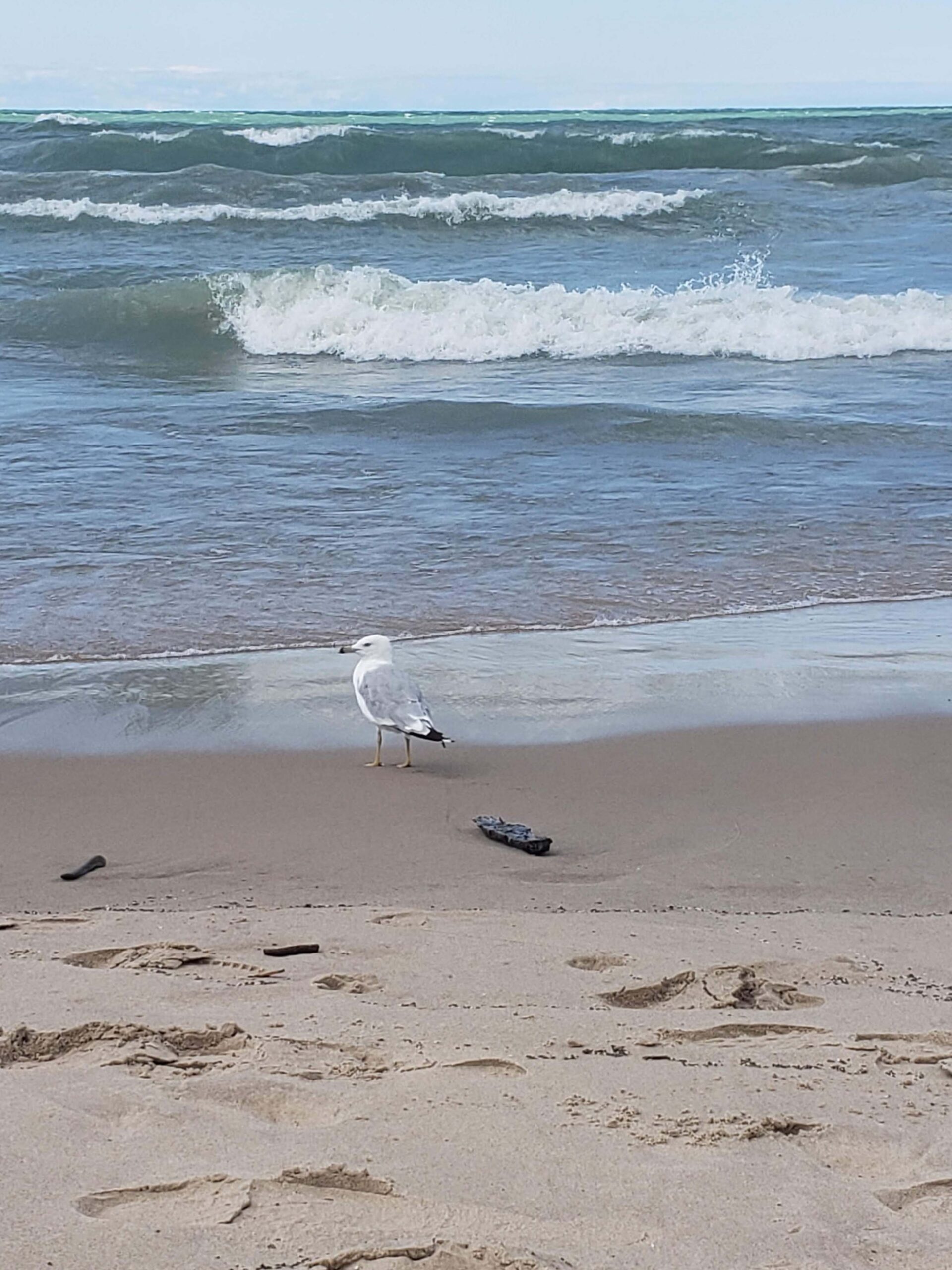 seagull on wet beach in front of waves