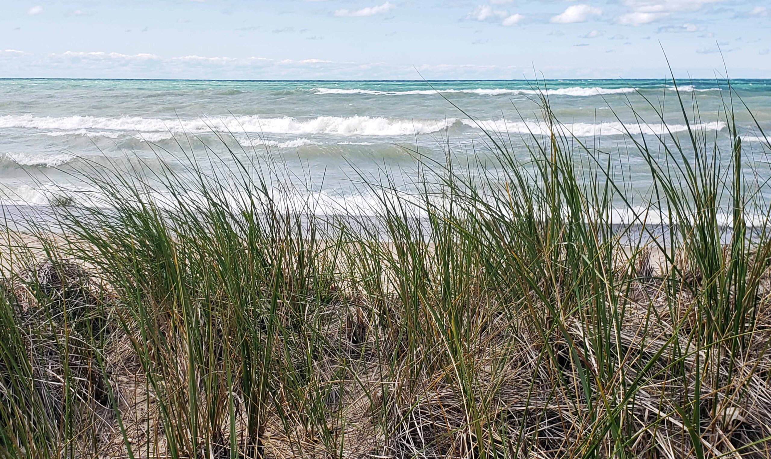 Dune grass with waves behind it