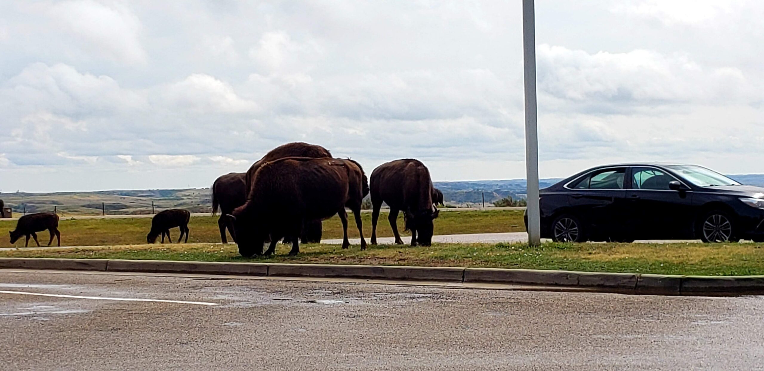 Buffalo in visitor center parking lot