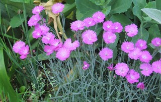little pink flowers