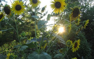 sunflowers with sun ray
