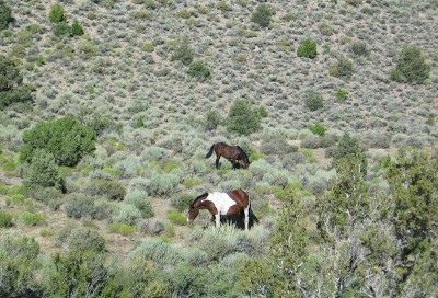 wild horses in Nevada