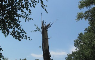 standing broken off tree trunk