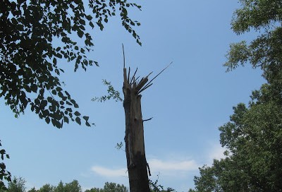 standing broken off tree trunk