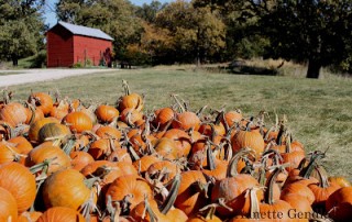 collection of pumpkins in front of barn