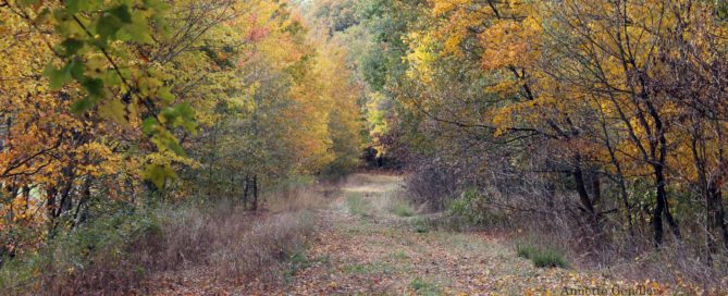 wooden path in fall strewn with colorful leaves